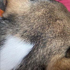 Meet your Posher, Max